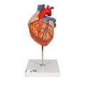 3B Scientific Heart, 2-times life-size, - w/ 3B Smart Anatomy 1000268